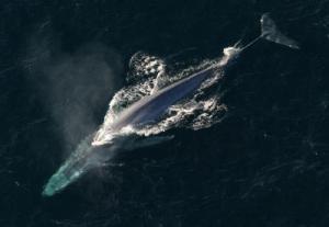 Blue whales